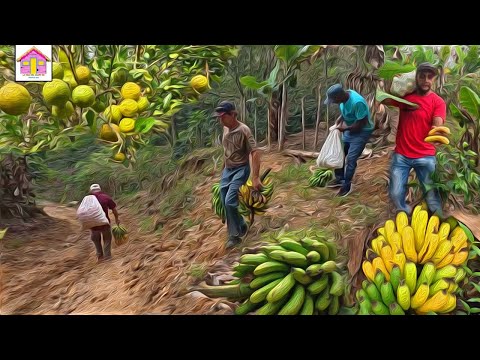 LA VIDA DEL CAMPO RD and Suleyka y francis Díaz vlogs