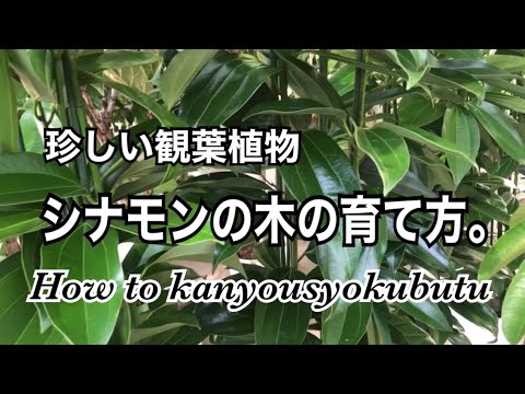 セイロンシナモンの木 植物