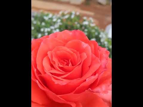 # All flowers in my garden|smart srilakshmi