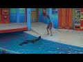 Sea Lion High Show Clip 4K SeaWorld San Antonio October 27th 2019