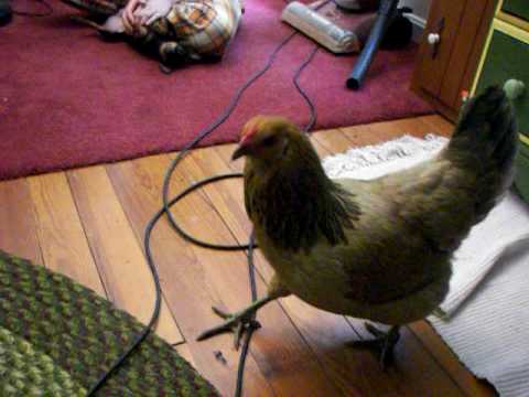 Chicken Snuck in Teh House