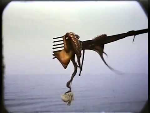 Ljubomir Dabo  Didov Novalja 1978 octopus hunting