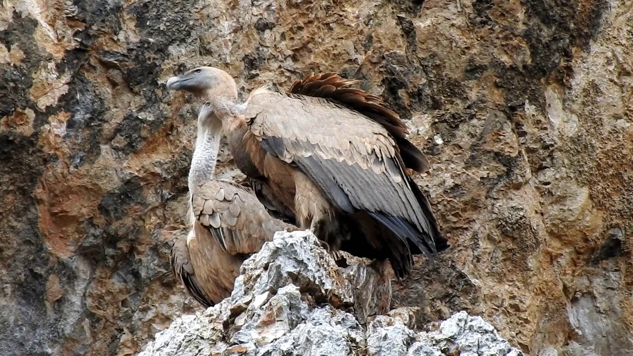 Buitre leonado. La Yecla