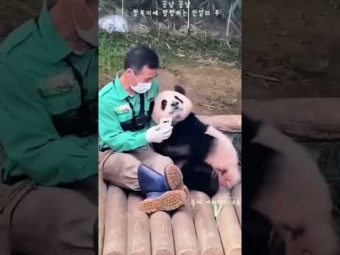🐼หมีแพนด้า และความผูกพันธ์ ❤️ #ฟูเป่า #คุณปู่คัง #หมีแพนด้า