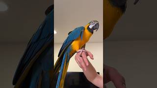 Alula Feather Wing Inside a Wing on a Bird #parrot #macaw