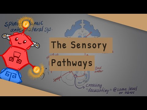Sensory/Ascending Spinal Tracts