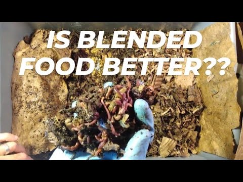 Red wigglers/blended food - follow up - vermicomposting