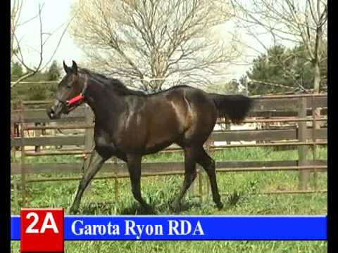 Lote 2-A: Garota Ryon RDA  - HARAS RINCON DEL AGUARA - LOS MONTEROS - 5-10-13