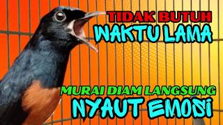 Download lagu Pancingan PAGI-PAGI AGAR MURAI GACOR❗sekali coba murai DIAM langsung bunyi mp3