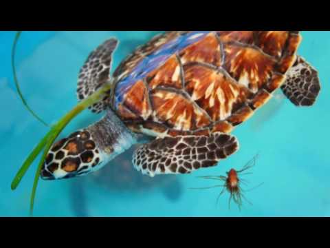 Los Roques Archipelago 🐢 in Venezuela [ picturesque South America ]