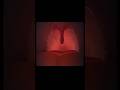 INSIDE THORAT ESOPHAGUS VOCAL CORDS 3danimation Humanbody Esophagus Vocals Food Trachea