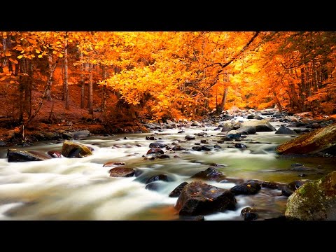 Relaxing Music - Nature Sounds - Autumn Forest HD