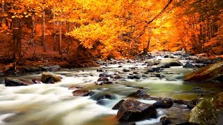 Relaxing Music - Nature Sounds - Autumn Forest HD