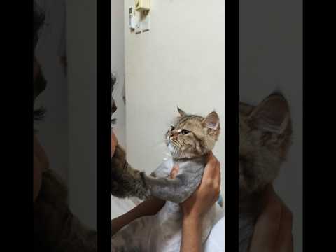 My Cutie 🐱Pie💞Simba|fyp viral| cat short clips|cats video|cats funny clips|funniest video|cats|💖💗