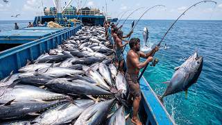1.300 Atuns Em Apenas 60 Segundos - A Velocidade Incrível Dos Pescadores Das Maldivas
