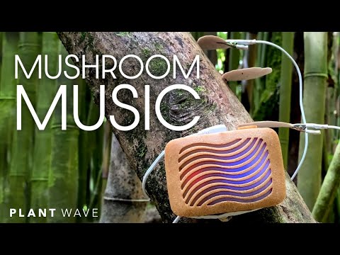 Mushroom Music with PlantWave at Kealia Forest Reserve