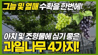 그늘 및 열매 수확을 한번에! 덩굴성 과일나무 4가지
