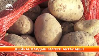 Өзбекстан кайрадан Кыргызстандан картошка сатып ала баштады