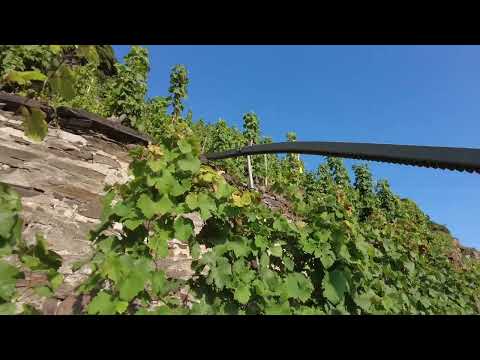 Weingut Kröber / Winningen Mosel