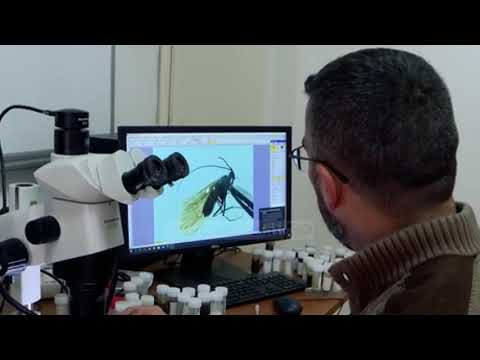 Top Channel/ Kosovë, zbulohet insekti i rrallë po habit botën