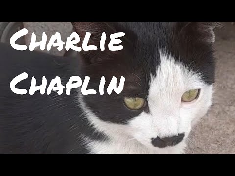 The Cat That Looks Like Charlie Chaplin/Charlie Chaplin'e Benzeyen Kedi #cats #katzen #kediler