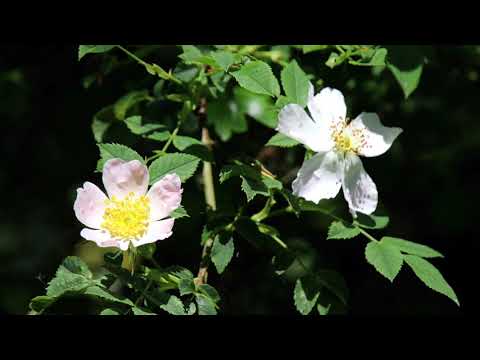 De Nuchten, Geraardsbergen, korte wandeling, 2021/06/07