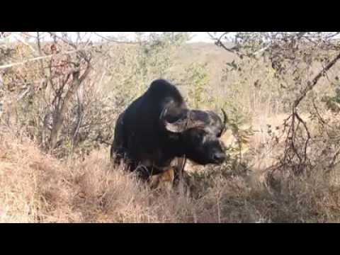 Four young machaton male lions taking down a massive cape buffalo...