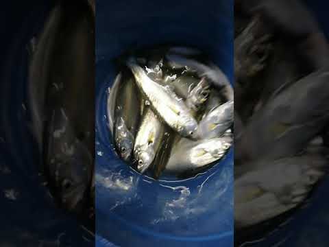 05.10.2021 Yücel Kaptan ile Boğazda Çinekop avı Video