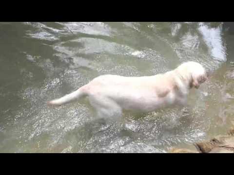 Mac enjoys with Daddy and friend Ginger