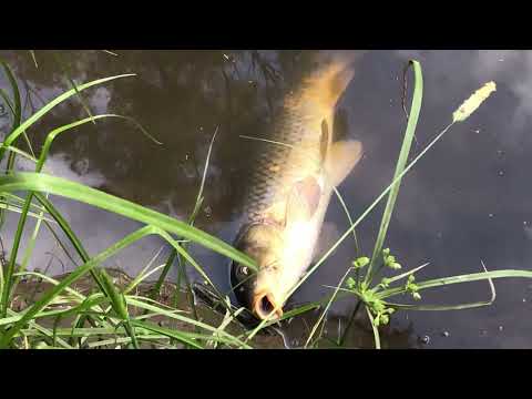 How to Catch Carp Cheaply | by hand - No Fishing Rod