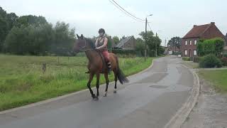 Video of Queenie van de Claevervallei