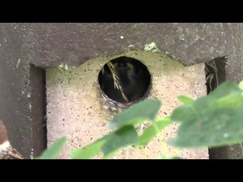 Fütterung der Spatzenkinder