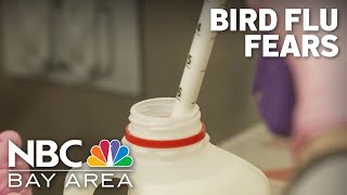 Traces of bird flu virus found in 1 in 5 samples of pasteurized milk, FDA says