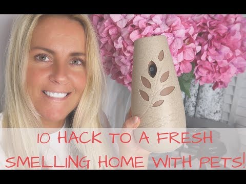 10 HACKS TO A FRESH SMELLING HOME WITH PETS | TONI INTERIOR