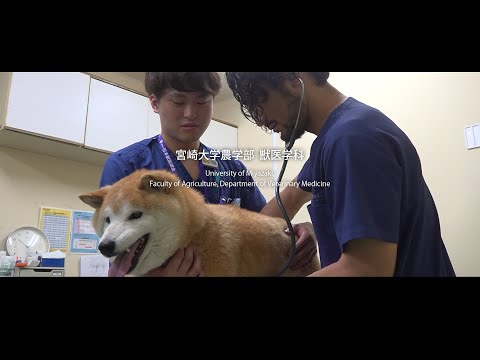 宮崎大学で学ぶ「獣医学」