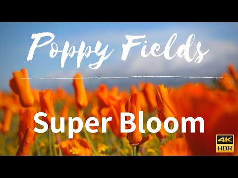California Poppy Fields Super Bloom 4k