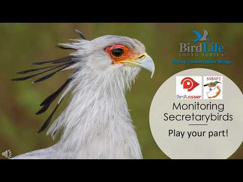 Monitoring Secretarybirds in South Africa: Play your Part