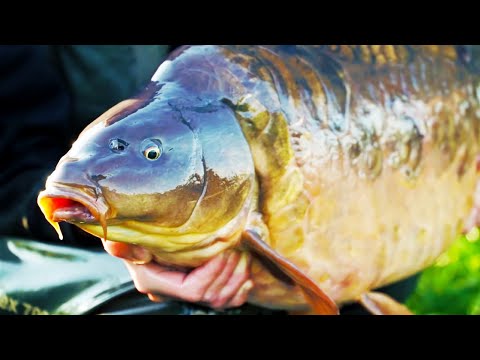 Our Biggest Carp Fishing Challenge - Reservoir Diaries S2