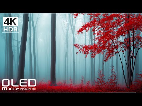 The Most Mind-Blowing OLED Colors | 4K HDR + Dolby Vision 60FPS