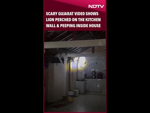 Viral Video: Lion In Gujarat House Gives Residents Shock Of Their Life