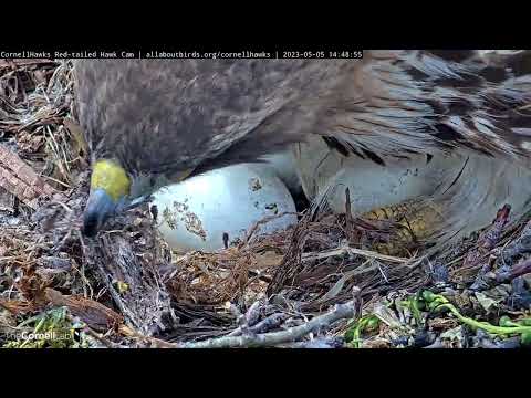Close-up Camera Work Reveals Pipped Egg at the #CornellHawks | May 5, 2023