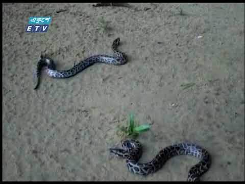 সিতেশবাবুর বন্যপ্রাণী সেবা ফাউন্ডেশনের অজগরের ডিম থেকে আবারও বাচ্চা হয়েছে