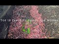 Top 10 Favorite Foods for Worms