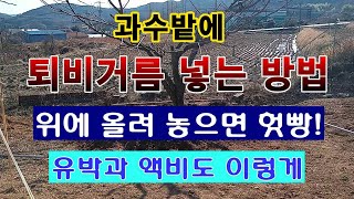 [텃밭농부. 1,363]  과수나무에 퇴비거름 넣는 방법 요점정리 #퇴비 넣기 #과수나무