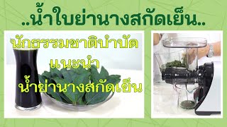 น้ำย่านางสกัดเย็นช่วยปรับสมดุลร่างกาย ด้วยเครื่องคั้นแยกกากผักผลไม้สกัดเย็น Oscar DA1200