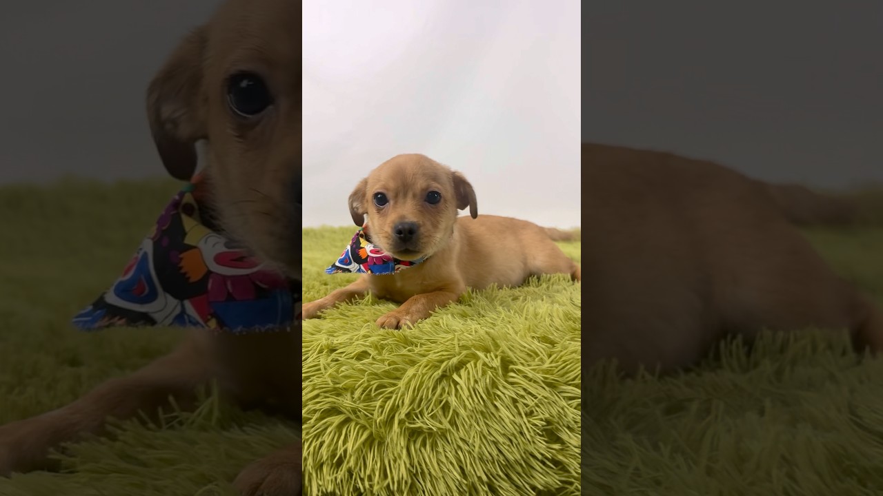 Scooby, a ADOPTABLE mixed breed in PHOENIX, AZ video 3/6