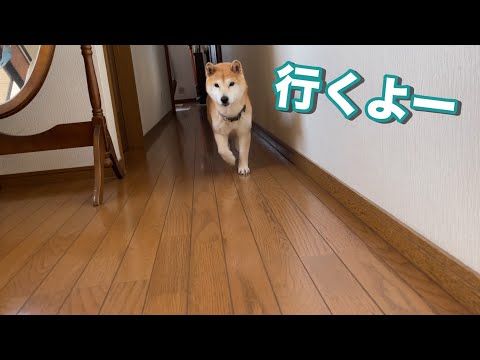 youtube-動物記事2021/12/28 23:42:02