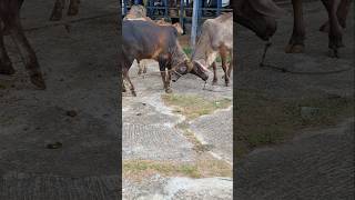 Download lagu funny bullfighting cows #shorts #cow #ox #funnycows mp3