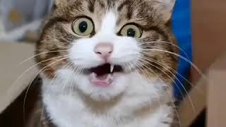 Download lagu Bagaikan langit kucing mp3 Download lagu Bagaikan langit kucing mp3
