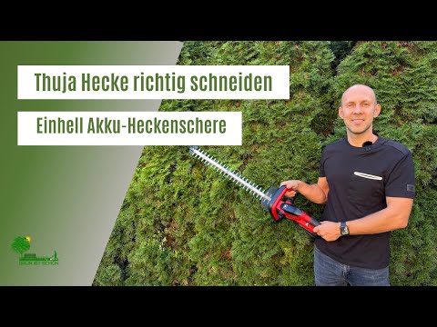 Trimming a Thuja hedge correctly | Einhell cordless hedge trimmer GE-CH 1855 review | When to tri...